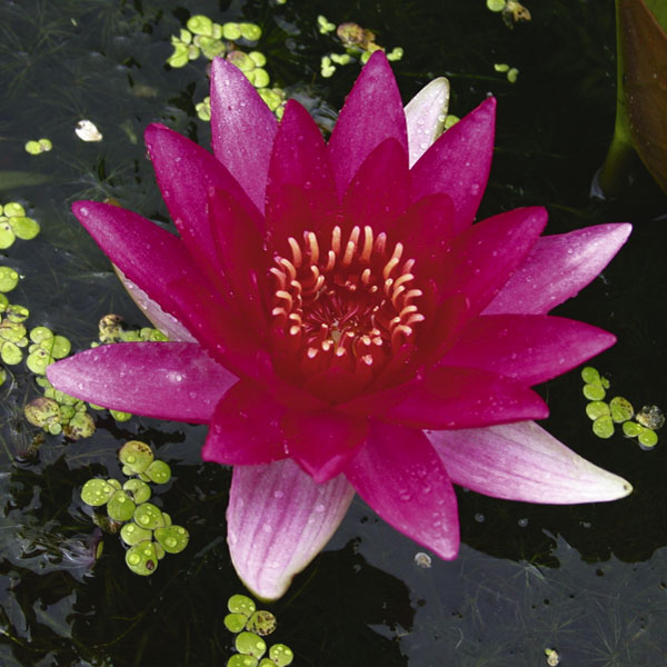Artikelbild 4 des Artikels “Seerose Laydekeri Fulgens “