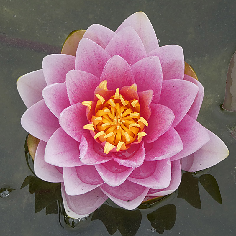 Artikelbild 4 des Artikels “Seerose Hollandia “
