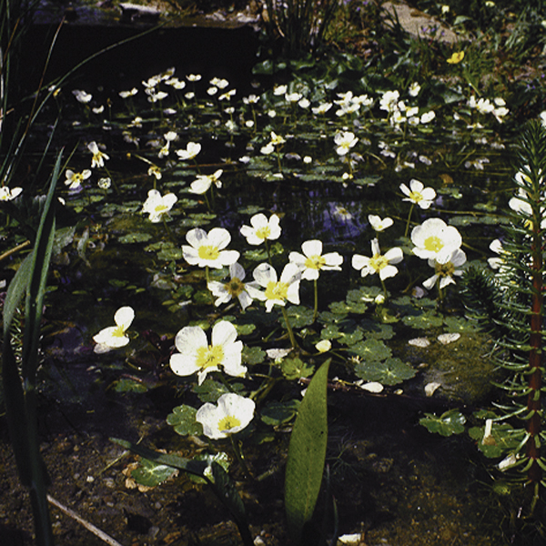 Artikelbild 4 des Artikels “Wasser-Hahnenfuss “