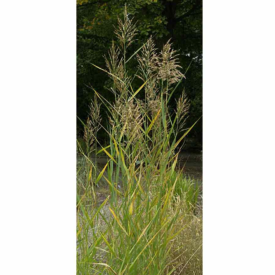 Artikelbild 4 des Artikels “Schilfrohr “