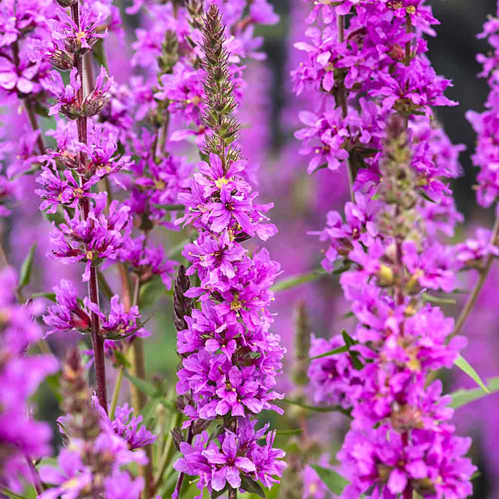 Artikelbild 4 des Artikels “Blutweiderich “