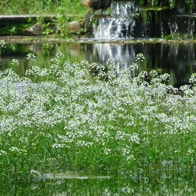 Artikelbild 4 des Artikels “Brunnenkresse “