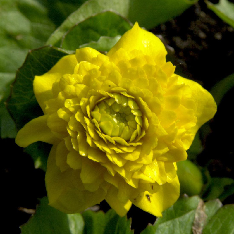 Artikelbild 4 des Artikels “Sumpfdotterblume, gefüllt “