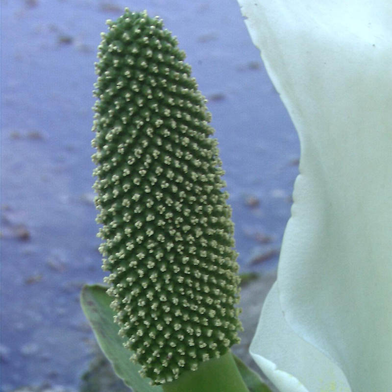 Artikelbild 4 des Artikels “Scheincalla, weiß “