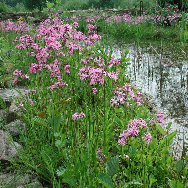 Artikelbild 4 des Artikels “Kuckuckslichtnelke “