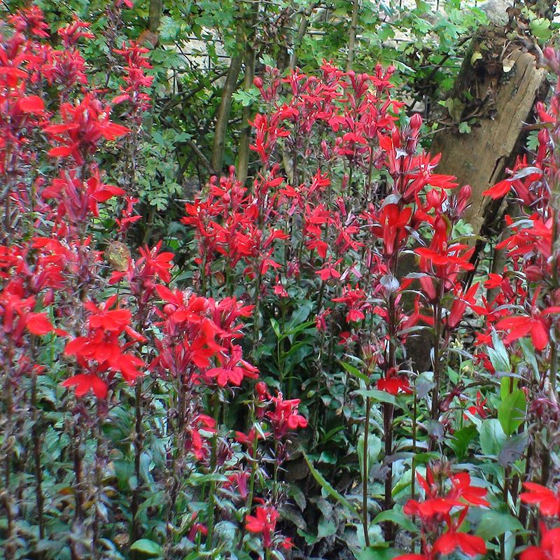 Artikelbild 4 des Artikels “Wasser-Lobelie, rot “
