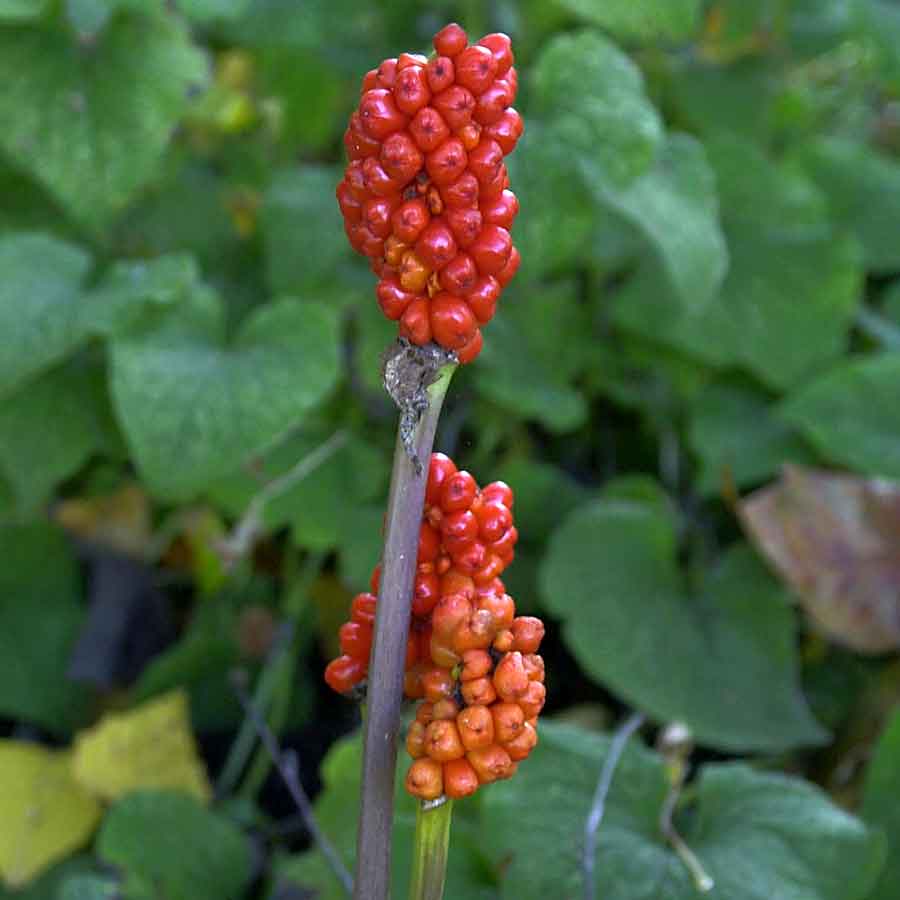 Artikelbild 4 des Artikels “Italienischer Aronstab “