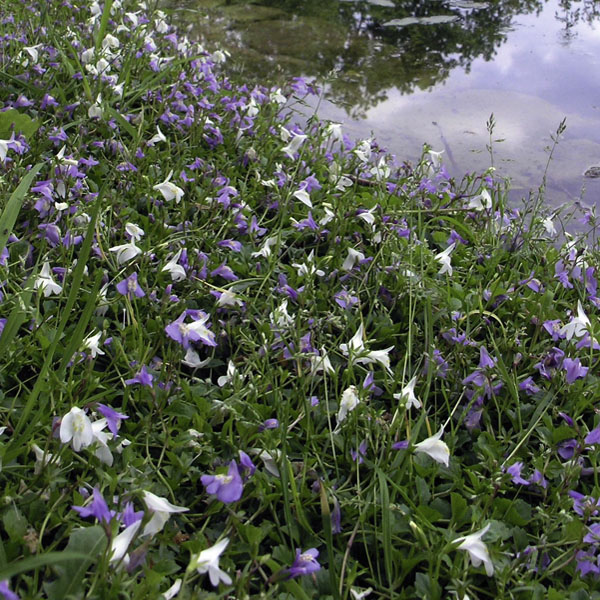 Artikelbild 4 des Artikels “Lippenmäulchen, blau “