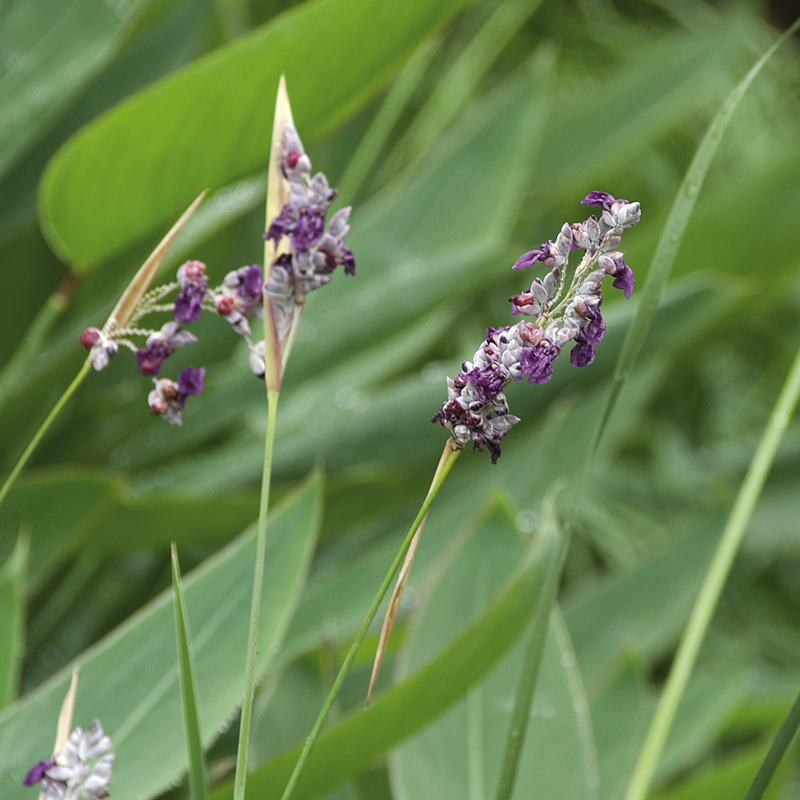 Artikelbild 4 des Artikels “Thalia “