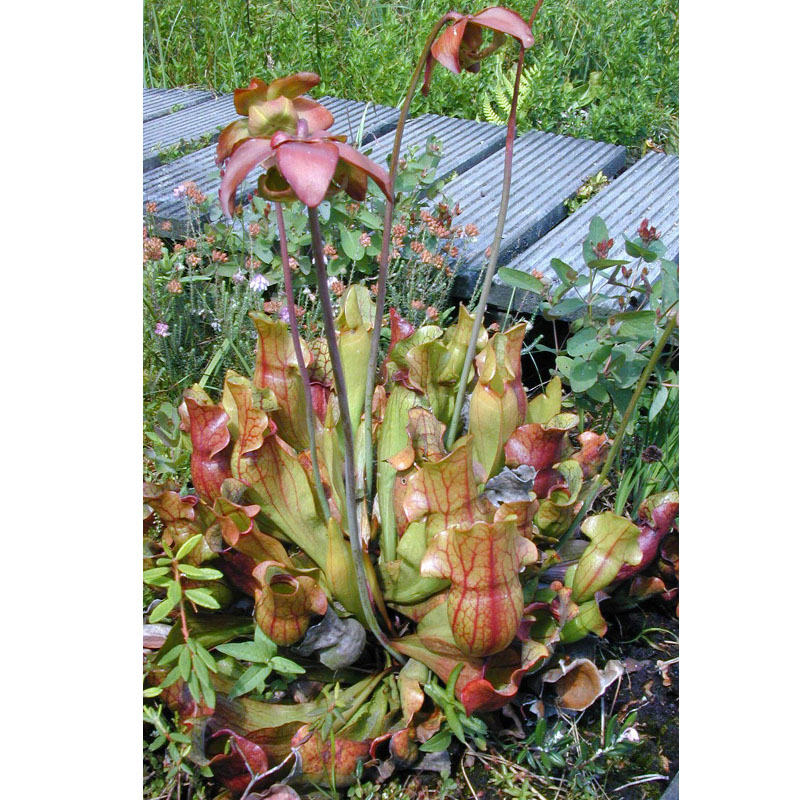 Artikelbild 4 des Artikels “Schlauchpflanze, rot “