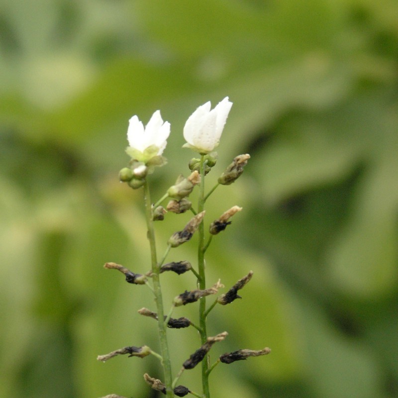 Artikelbild 4 des Artikels “Sonnentau “