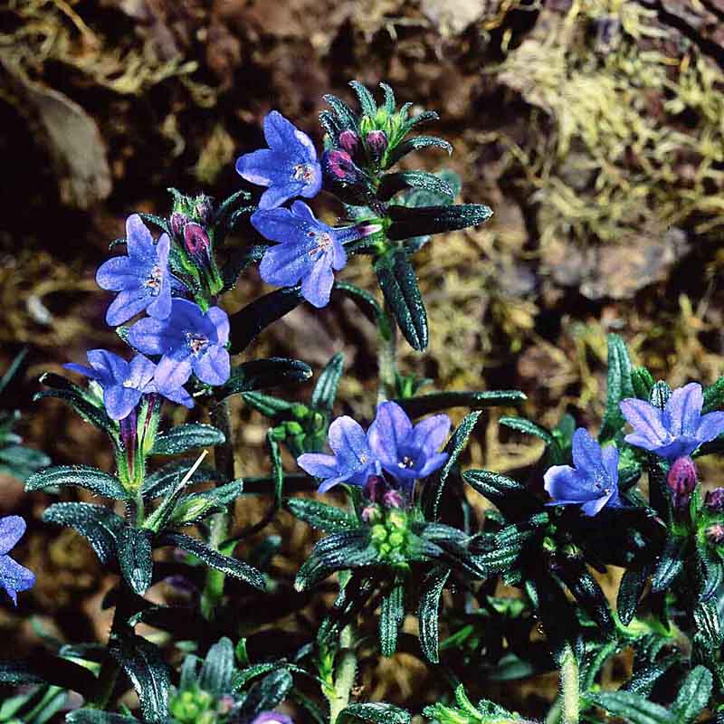 Artikelbild 5 des Artikels “Sonnen-Stauden niedrig bis mittelhoch Nr. 1 “