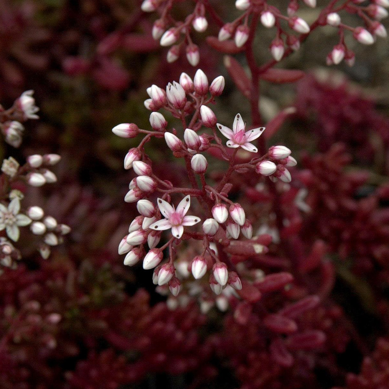 Artikelbild 5 des Artikels “Dachstauden-Sortiment “