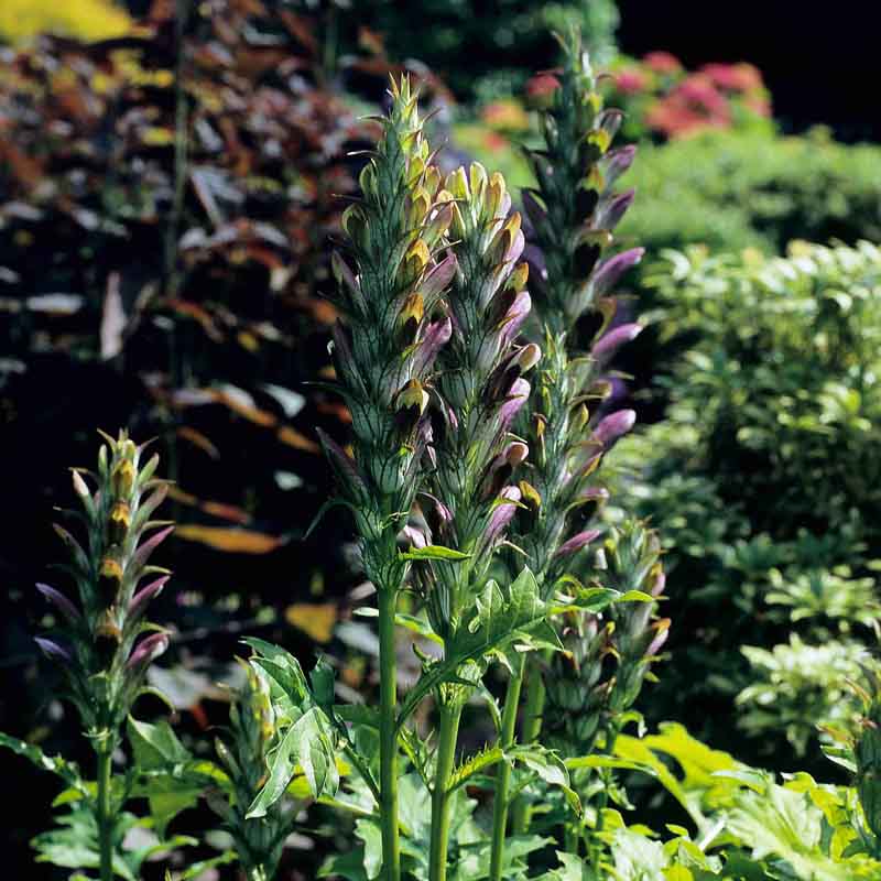 Artikelbild 5 des Artikels “Halbschatten-Stauden mittelhoch Nr. 1 “