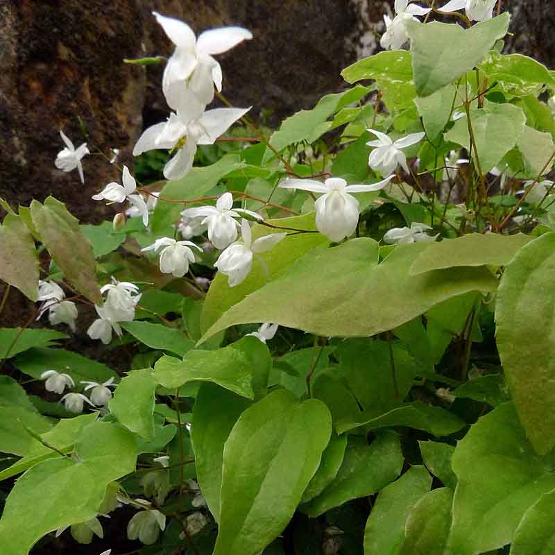 Artikelbild 5 des Artikels “Halbschatten-Stauden niedrig Nr. 1 “