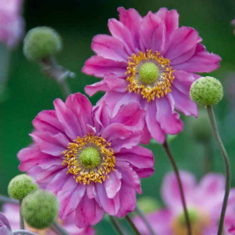 Artikelbild 5 des Artikels “Halbschatten-Stauden mittelhoch Nr. 2 “