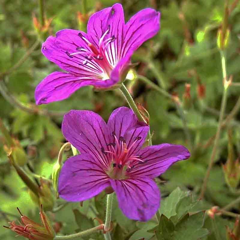 Artikelbild 5 des Artikels “Halbschatten-Stauden niedrig Nr. 2 “