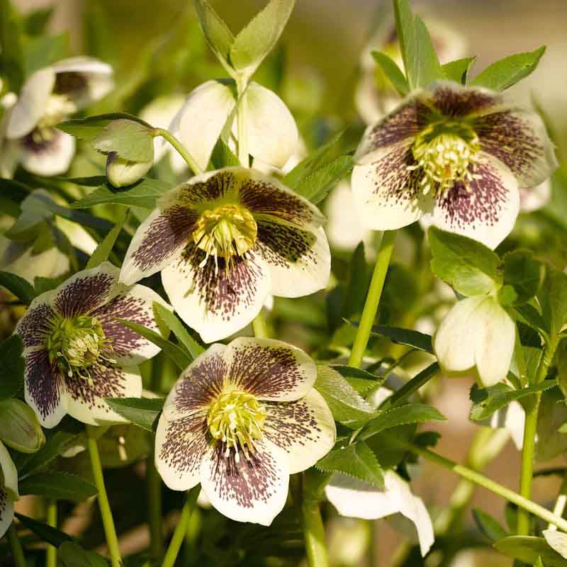 Artikelbild 5 des Artikels “Halbschatten-Stauden niedrig Nr. 3 “