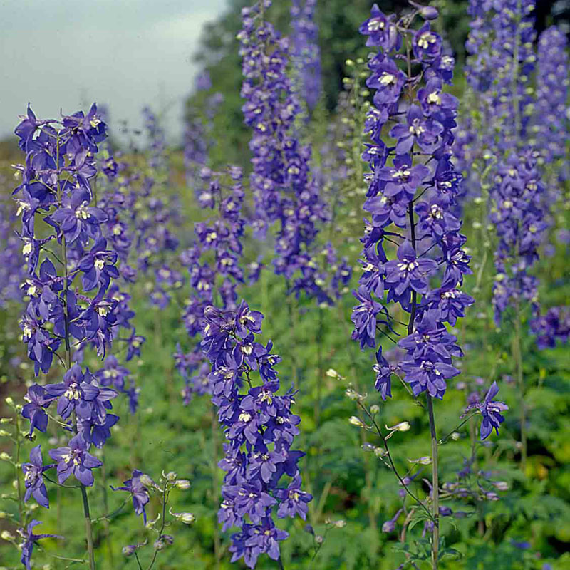 Artikelbild 5 des Artikels “Die wiederkehrende blaue Pracht “