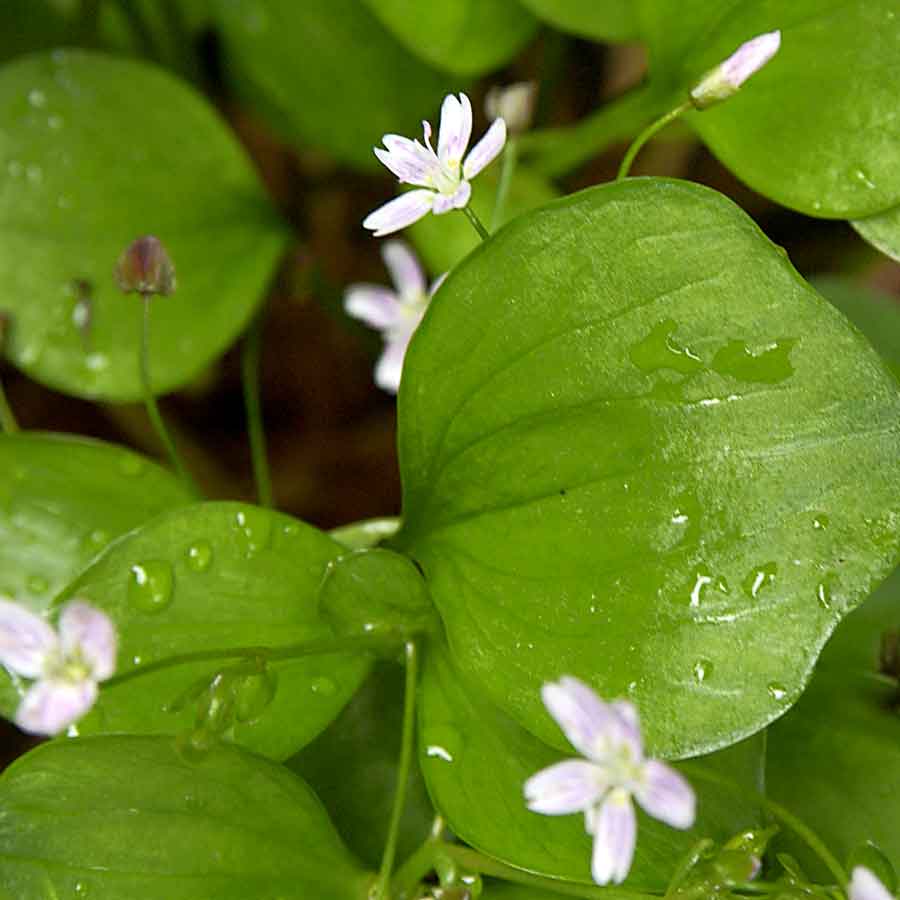 Artikelbild 5 des Artikels “Sibirisches Quellkraut “