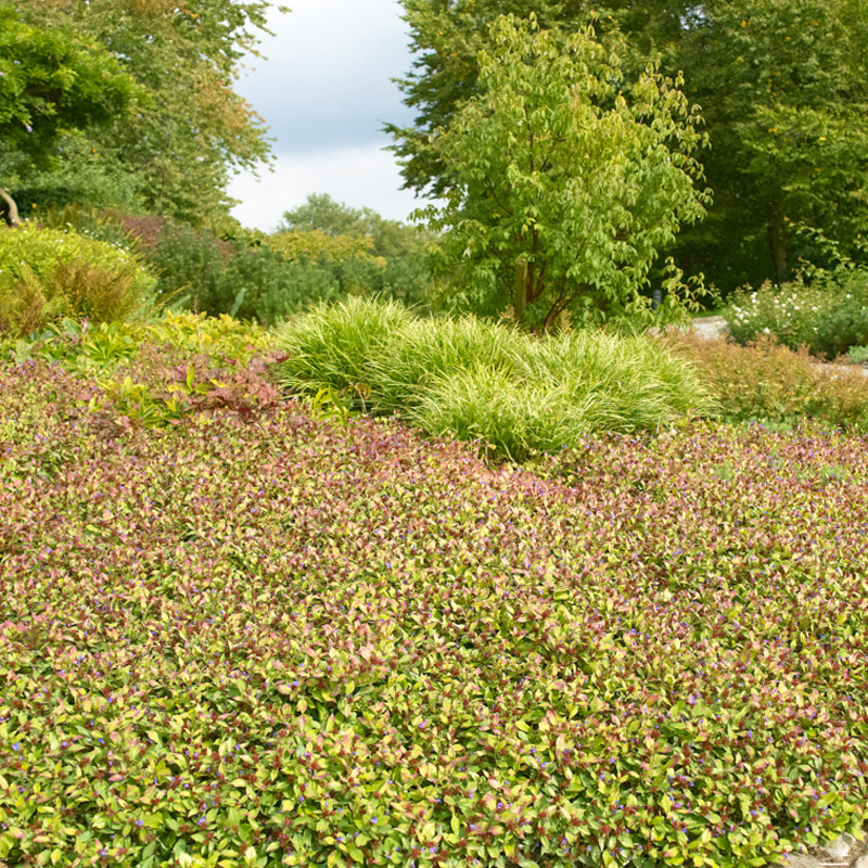 Artikelbild 5 des Artikels “Bleiwurz “