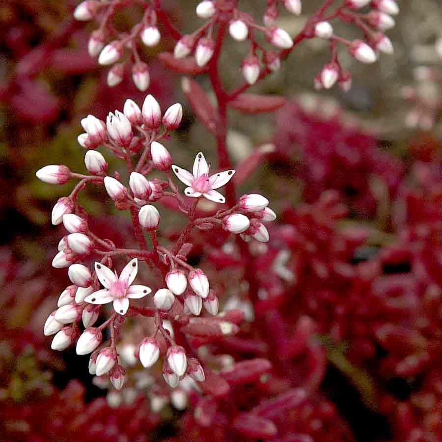 Artikelbild 5 des Artikels “Weißer Mauerpfeffer “