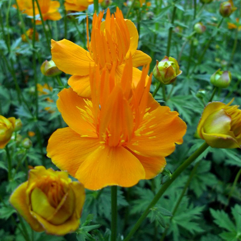 Artikelbild 5 des Artikels “Trollblume “