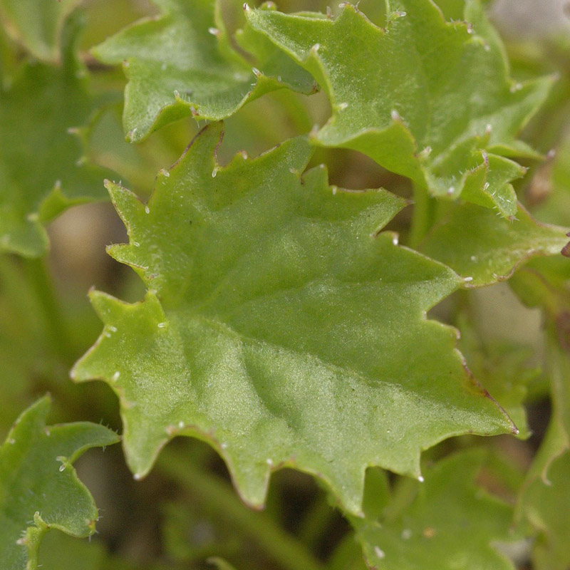 Artikelbild 5 des Artikels “Stern-Polster-Glockenblume “