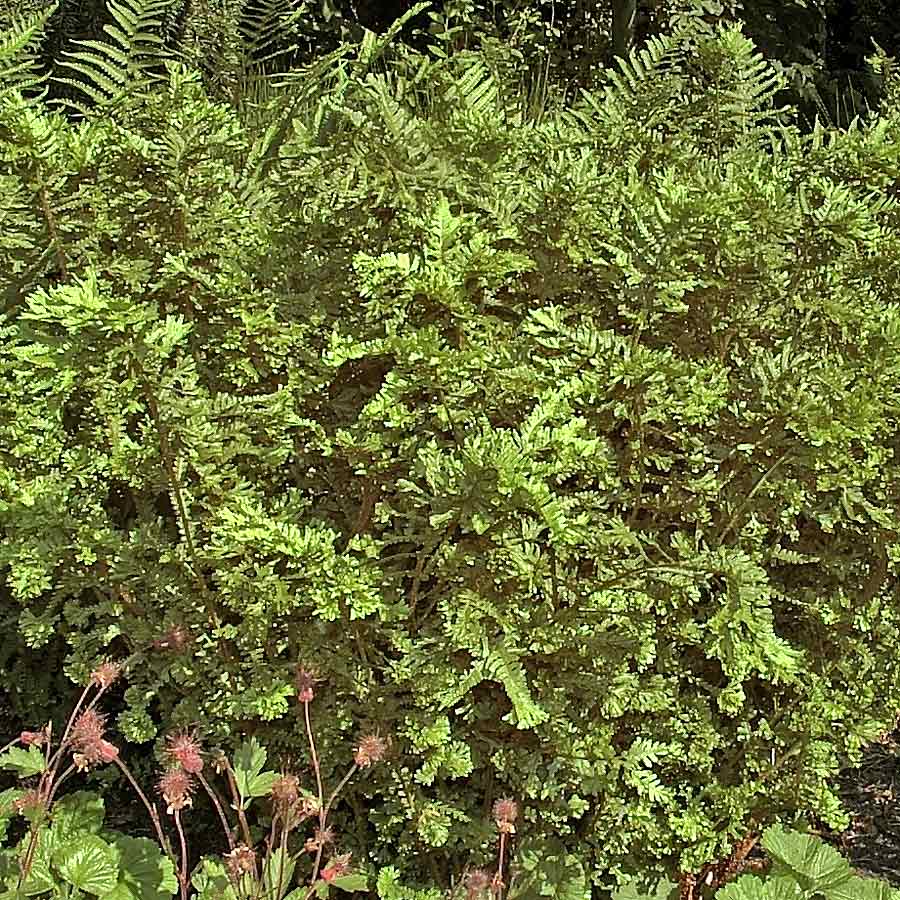 Artikelbild 5 des Artikels “Königs-Goldschuppen-Farn “