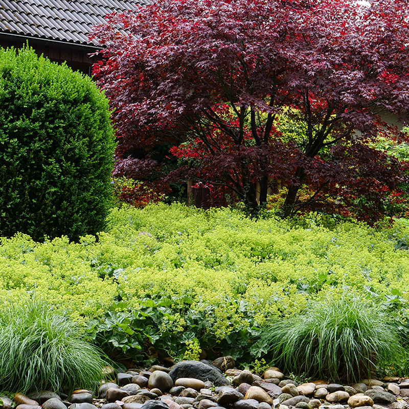 Artikelbild 5 des Artikels “Frauenmantel “