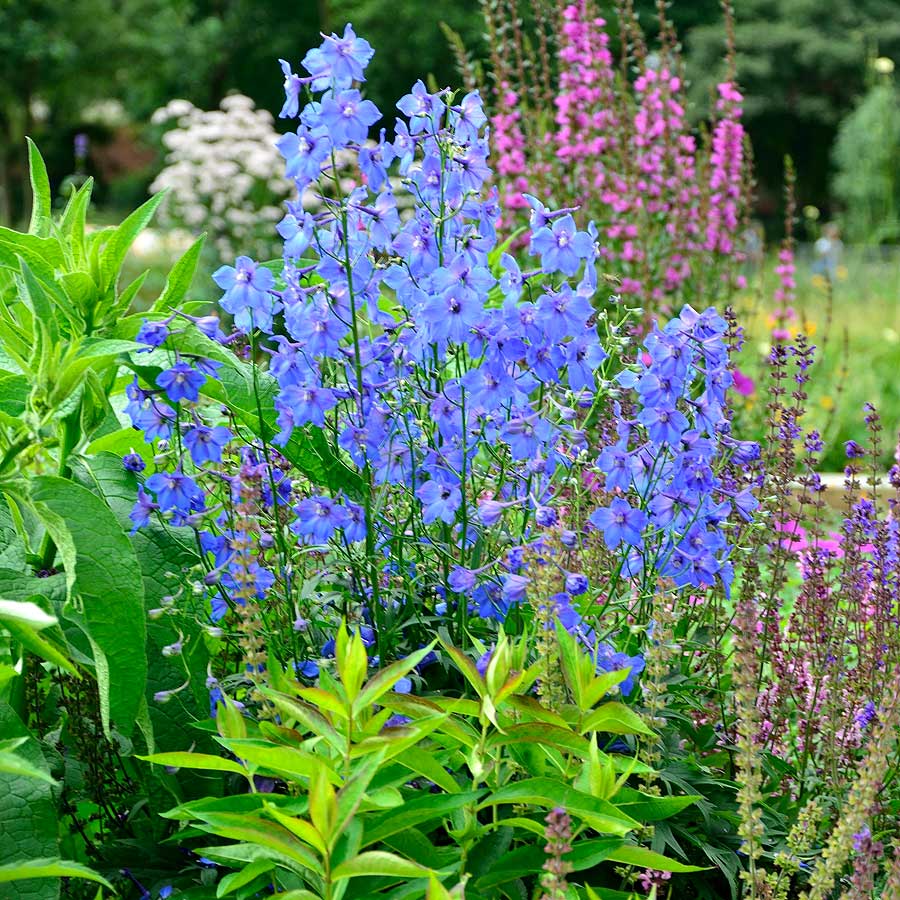 Artikelbild 5 des Artikels “Rittersporn, blau “