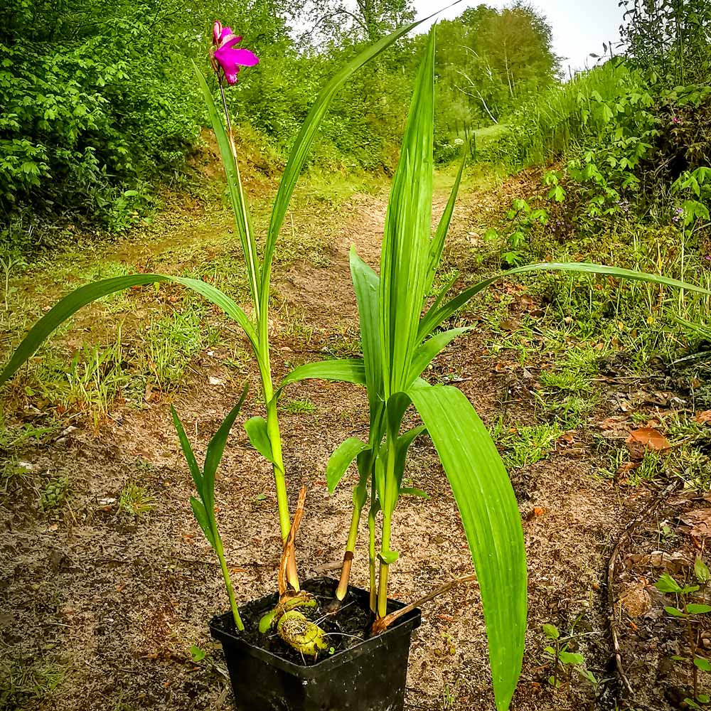 Artikelbild 5 des Artikels “Japanorchidee tiefrosa “