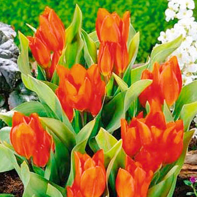 Artikelbild 5 des Artikels “Wildtulpen-Mischung “