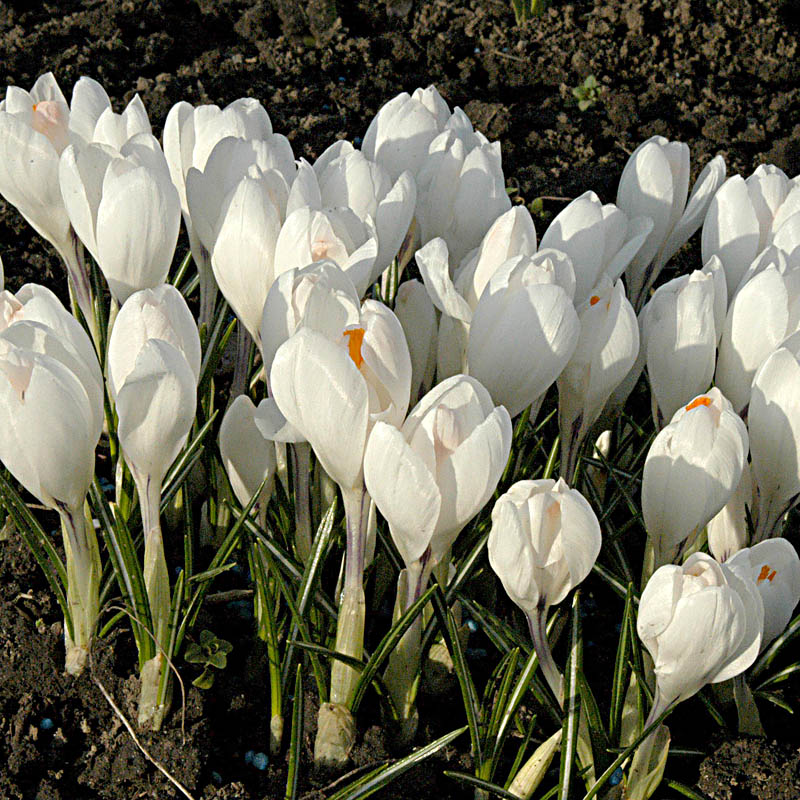 Artikelbild 5 des Artikels “Garten-Krokus weiß “