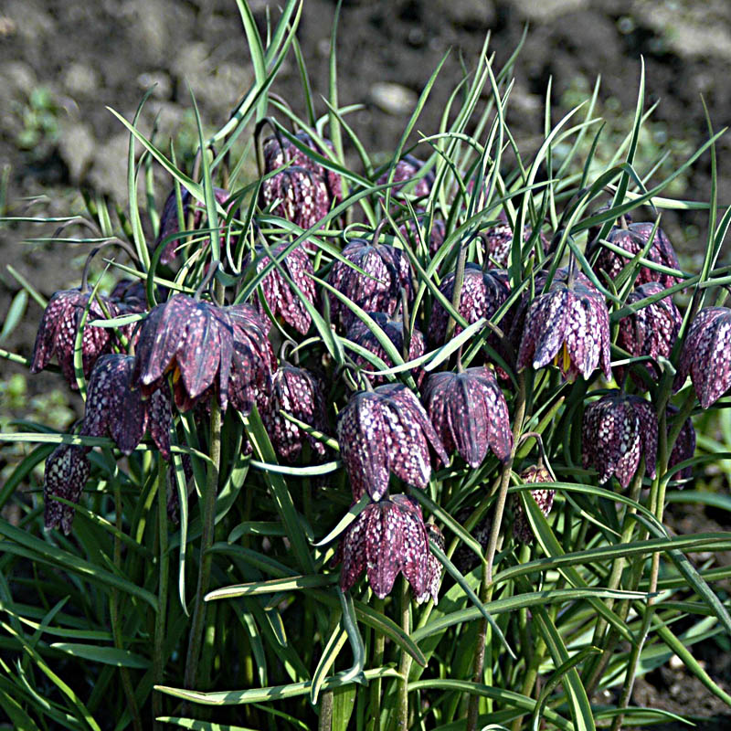 Artikelbild 5 des Artikels “Schachblume “