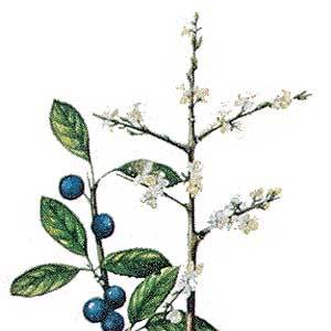 Artikelbild 5 des Artikels “Schlehe, Schwarzdorn “