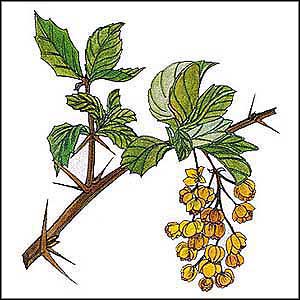 Artikelbild 5 des Artikels “Dornen-Berberitze “