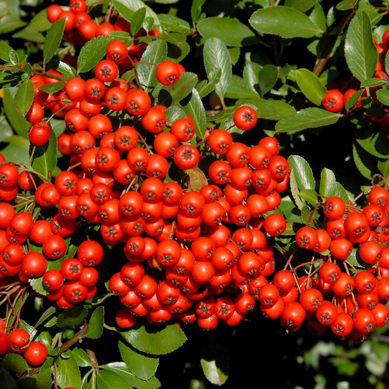 Artikelbild 5 des Artikels “Feuerdorn, rot “