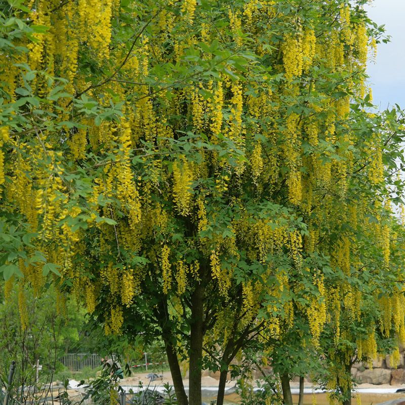 Artikelbild 5 des Artikels “Goldregen “