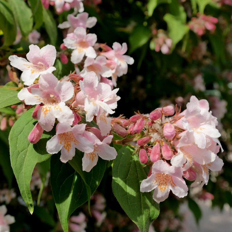 Artikelbild 5 des Artikels “Kolkwitzie, Perlmuttstrauch “