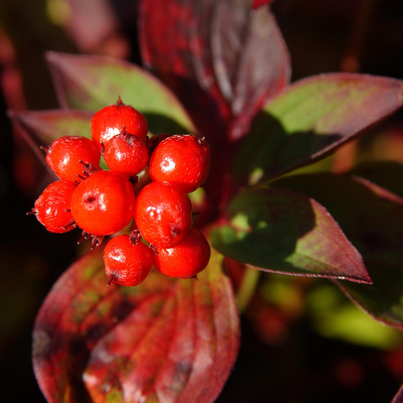 Artikelbild 5 des Artikels “Teppich-Hartriegel “
