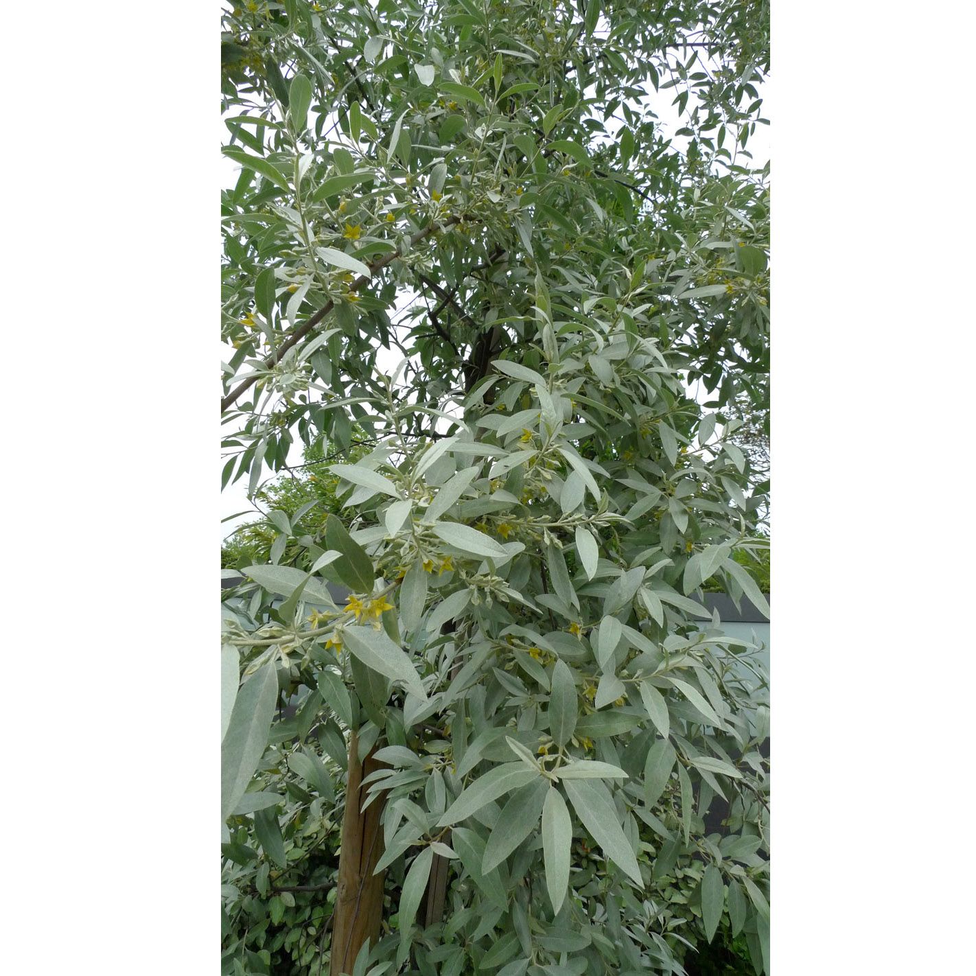 Artikelbild 5 des Artikels “Ölweide “