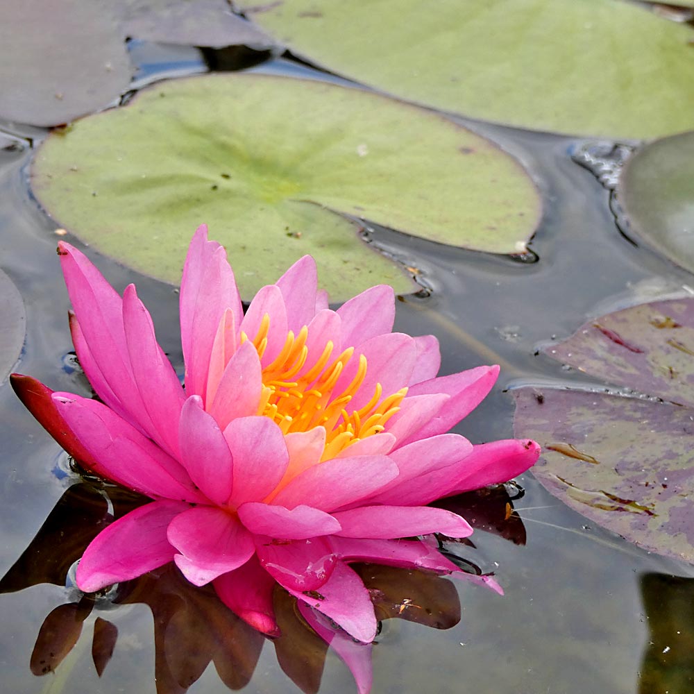 Artikelbild 5 des Artikels “Seerose Mayla “