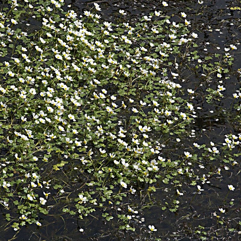 Artikelbild 5 des Artikels “Wasser-Hahnenfuss “