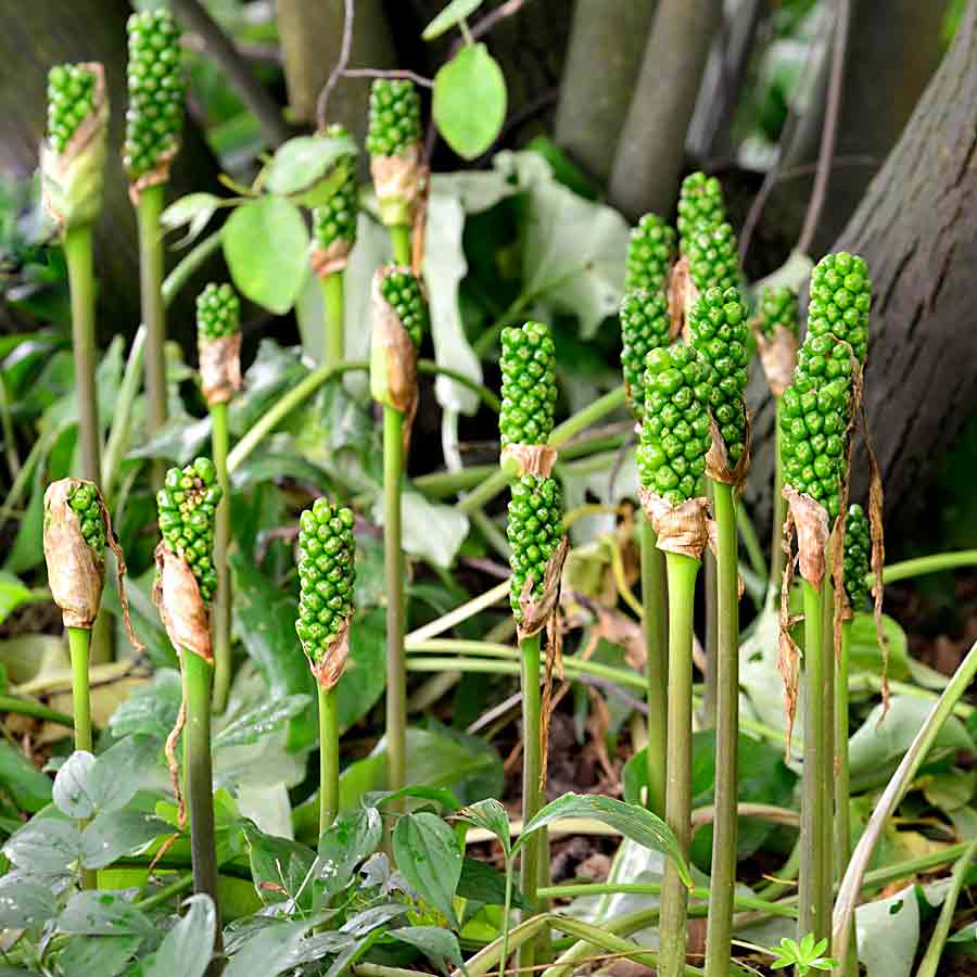 Artikelbild 5 des Artikels “Italienischer Aronstab “