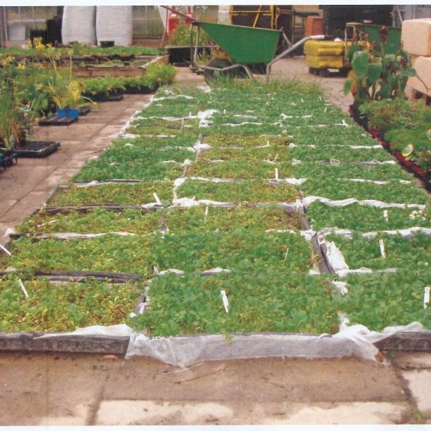 Artikelbild 5 des Artikels “Lippenmäulchen, blau “