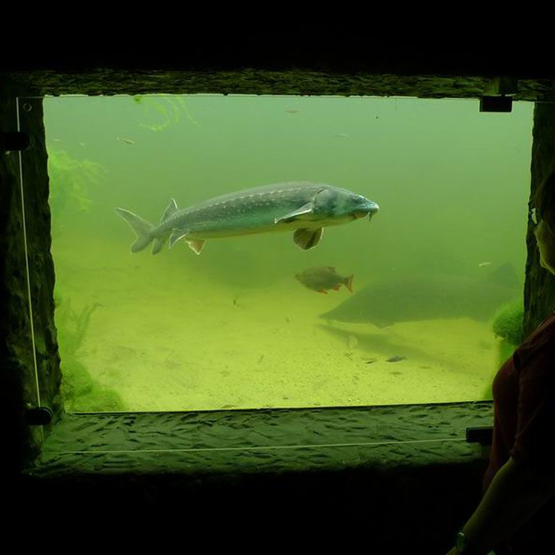 Artikelbild 5 des Artikels “NaturaGart Teichfenster 47 x 122 cm “