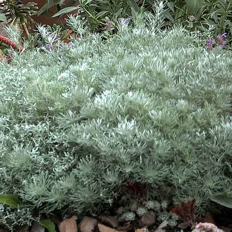 Artikelbild 6 des Artikels “Sonnen-Stauden niedrig bis mittelhoch Nr. 1 “