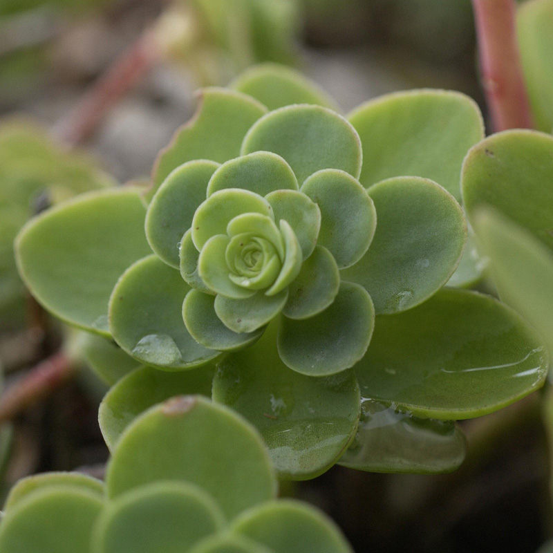 Artikelbild 6 des Artikels “Dachstauden-Sortiment “