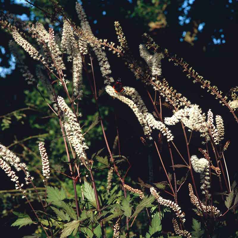 Artikelbild 6 des Artikels “Halbschatten-Stauden mittelhoch Nr. 2 “